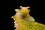 Rotaugen-Glasfrosch (Cochranella litoralis), Red-Eyed Glassfrog