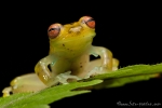 Rotaugen-Glasfrosch (Cochranella litoralis), Red-Eyed Glassfrog