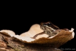 Marmorierter Baumsteiger - Pfeilgiftfrosch (Epipedobates boulengeri), Marbled Poison Frog