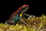 Giftfrosch - Ecuador Baumsteiger (Ameerega bilinguis), Ruby Poison Frog