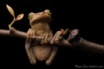 Gladiator Baumfrosch (Hypsiboas boans), Gladiator treefrog