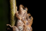 Amazonischer Regenfrosch (Pristimantis altamazonicus), Upper Amazon Rainfrog