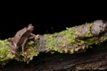 Falllaubkrötchen (Rhinella margaritifera), Mitred Toad