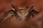 Amazonas Hornfrosch (ceratophrys cornuta) Amazon Horned-Frog