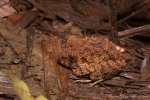 Regenfrosch (Oreobates quixensis), Common big-headed rain frog