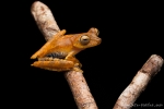 Baumfrosch (Hypsiboas maculateralis), Side-spotted Treefrog