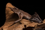 Amazonas Wabenkröte (Pipa pipa), Surinam Toad