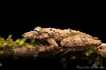 Baumfrosch (Scinax garbei), Shovel Snouted Treefrog