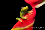 Palmar Baumfrosch (Hypsiboas pellucens), Palm Treefrog