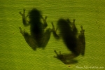 Glasfrosch (Espadarana prosoblepon), Emerald Glassfrog