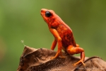 Giftfrosch (Oophaga sylvatica), Little-Devil Poison Frog