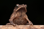 Falllaubkrötchen (Rhinella margaritifera), South American common toad