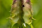 Kamm-Wachtelweizen (Melampyrum cristatum)