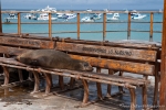 Seelöwen haben in San Cristobal überall die Nase vorn