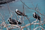 Sie verleihen diesem Felsen ihren Namen - Fregattvögel auf San Cristobal