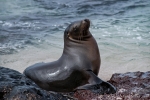 Genießer - Galápagos-Seelöwe (Zalophus wollebaeki)