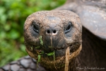 Ein wenig wie ET - Galápagos-Riesenschildkröte (Chelonoidis nigra)