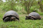 Galápagos-Riesenschildkröten(Chelonoidis nigra)