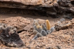 Lavakaktus (Brachycereus nesioticus)