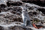 Ein Galapagos-Pinguin (Spheniscus mendiculus)übernimmt die Begrüßung der Neuankömmlinge