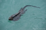 Beim Schnorcheln trifft man auch auf Meerechsen (Amblyrhynchus cristatus), die hervorragende Schwimmer sind