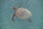 Grüne Meeresschildkröte (Chelonia mydas) auch Suppenschildkröte