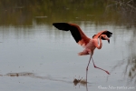 Rosaflamingo (Phoenicopterus roseus)