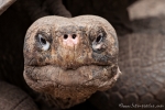 Galápagos-Riesenschildkröte(Chelonoidis nigra) - Aufzuchstation in Puerto Villamil