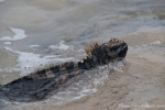 Schwimmt furchtlos an uns vorbei - Meerechse (Amblyrhynchus cristatus)