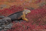 Galapagos-Landleguan in roten Sesuvien