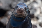 Männlicher Galápagos-Seelöwe (Zalophus wollebaeki)