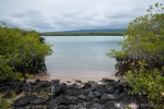 Mangroven säumen die Bucht auf der Insel Santa Cruz