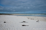 Tortuga Bay in Santa Cruz