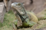 Grüner Leguan(Iguana iguana)