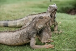 Im Park vor der Kathedrale leben grüne Leguane (Iguana iguana)