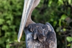 Brauner Pelikan (Pelecanus occidentalis)