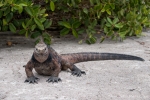 Meerechse (Amblyrhynchus cristatus) oder Marine-Iguana