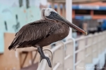 Lässt sich von uns nicht beeindrucken - Brauner Pelikan (Pelecanus occidentalis)