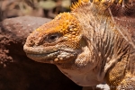 Drusenkopf (Conolophus) oder Galapagos-Landleguan