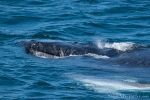 Buckelwal (Megaptera novaeangliae), Humpback Whale