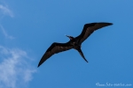 Prachtfregattvogel (Fregata magnificens)