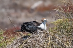 Junger Bindenfregattvogel (Fregata minor)