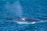 Buckelwal (Megaptera novaeangliae), Humpback Whale