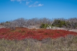 Rote Sesuvien und kahle Palo Santo-Sträucher prägen die Vegetation der Insel North Seymour