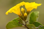 Gelbe Cordie (Cordia lutea)