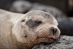 Galápagos-Seelöwe (Zalophus wollebaeki) mit Kuschelfaktor