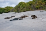 Ungewöhnliche Strandnachbarn - Galápagos-Seelöwen (Zalophus wollebaeki)