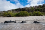 Idyllische Bucht mit feinem Sandstrand - San Cristobal