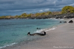 Schwimmen mit Seelöwen - Bucht auf der Insel San Cristobal