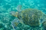 Suppenschildkröte (Chelonia mydas) auch Grüne Meeresschildkröte